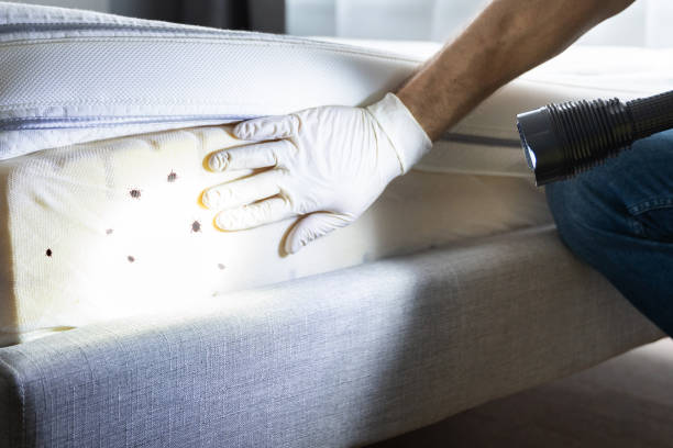 Best Insect Control  in Port Jefferson, NY