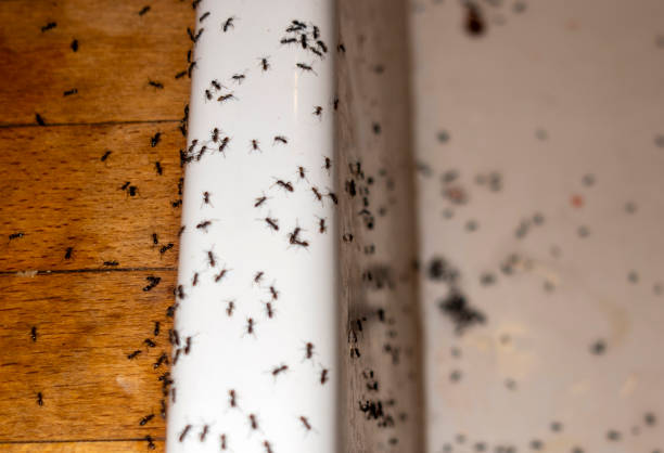 Best Rat Extermination Near Me  in Port Jefferson, NY