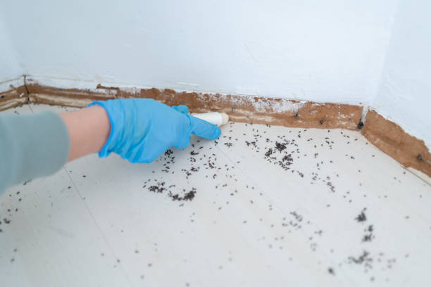 Best Wasp Removal Services  in Port Jefferson, NY